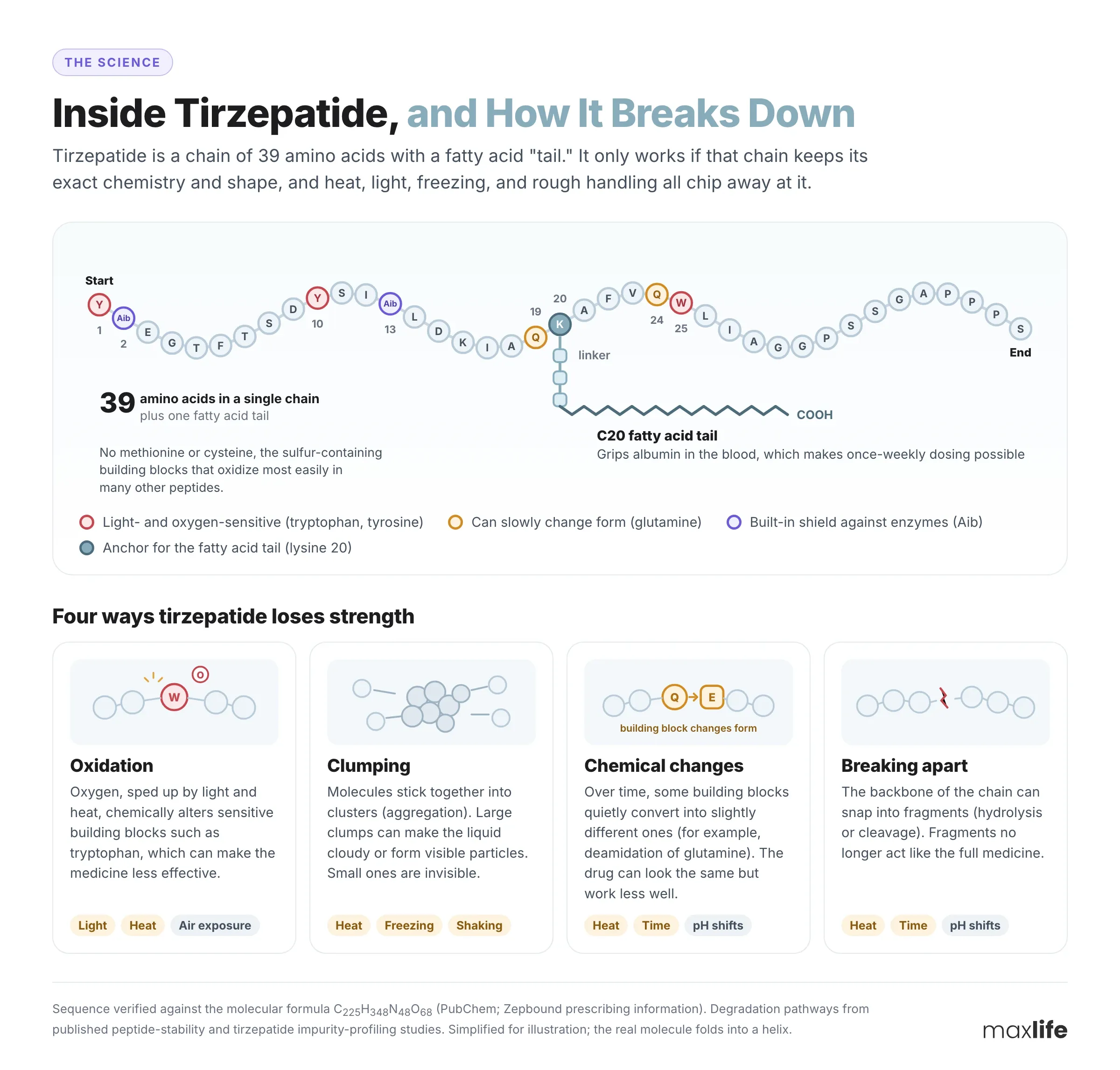 Diagram of the 39 amino acid chain of tirzepatide, its fatty acid tail, and four ways the molecule breaks down: oxidation, clumping, chemical changes, and breaking apart